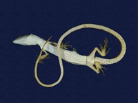 翠斑草蜥藏品圖，第6張
